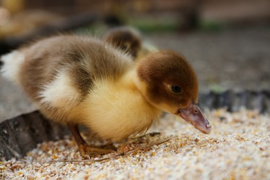 Photo of Cute fluffy duckling in bowl of seed mix outdoors, closeup