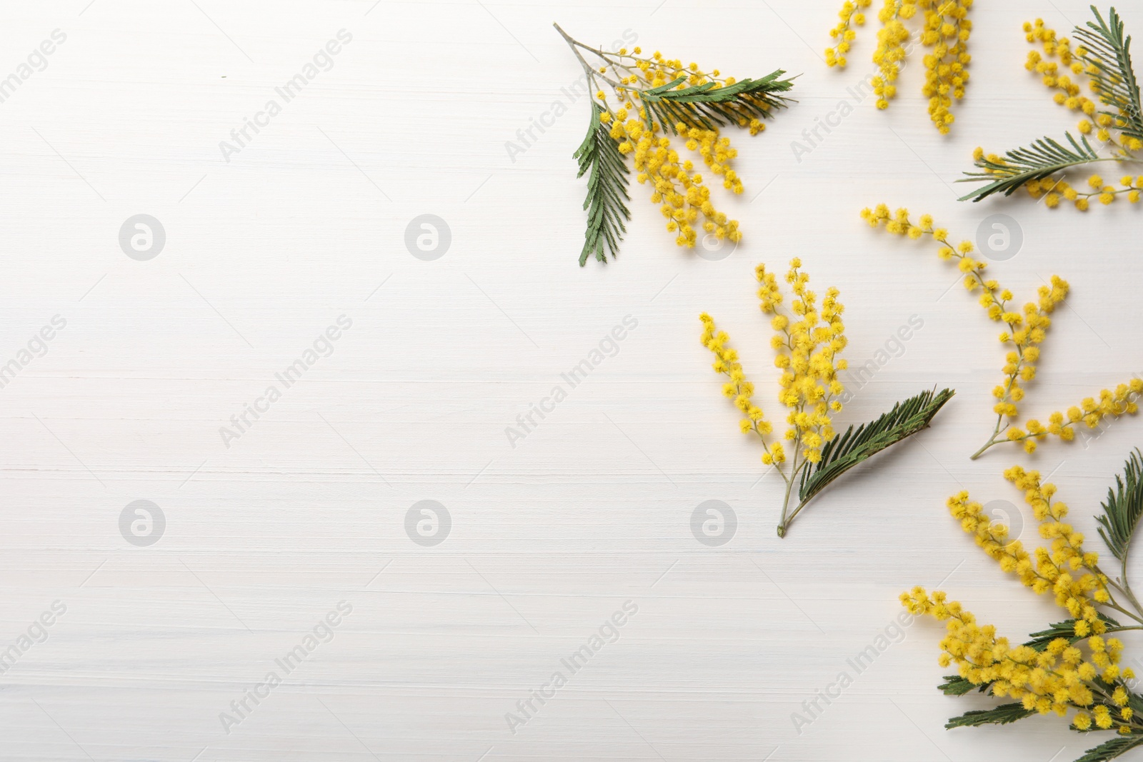 Photo of Beautiful mimosa flowers on white wooden table, flat lay. Space for text