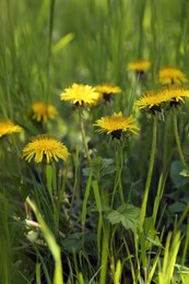 Many beautiful yellow dandelion flowers growing outdoors