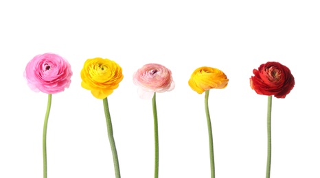 Photo of Beautiful fresh ranunculus flowers on white background