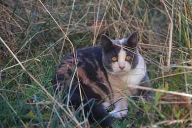 Lonely stray cat in green grass, space for text. Homeless animal