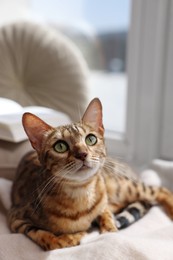 Photo of Cute Bengal cat on windowsill at home. Adorable pet