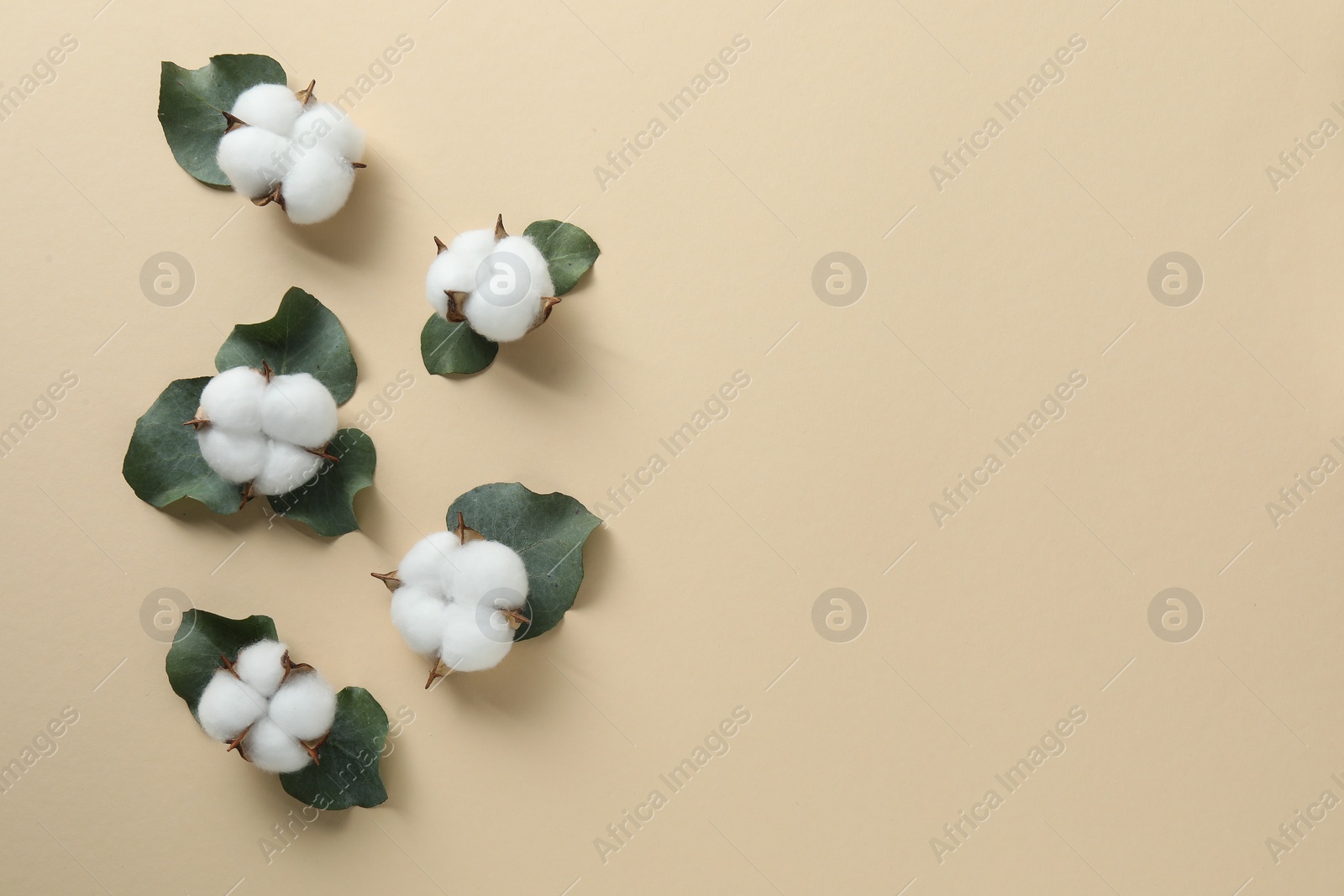 Photo of Cotton flowers and eucalyptus leaves on beige background, flat lay. Space for text