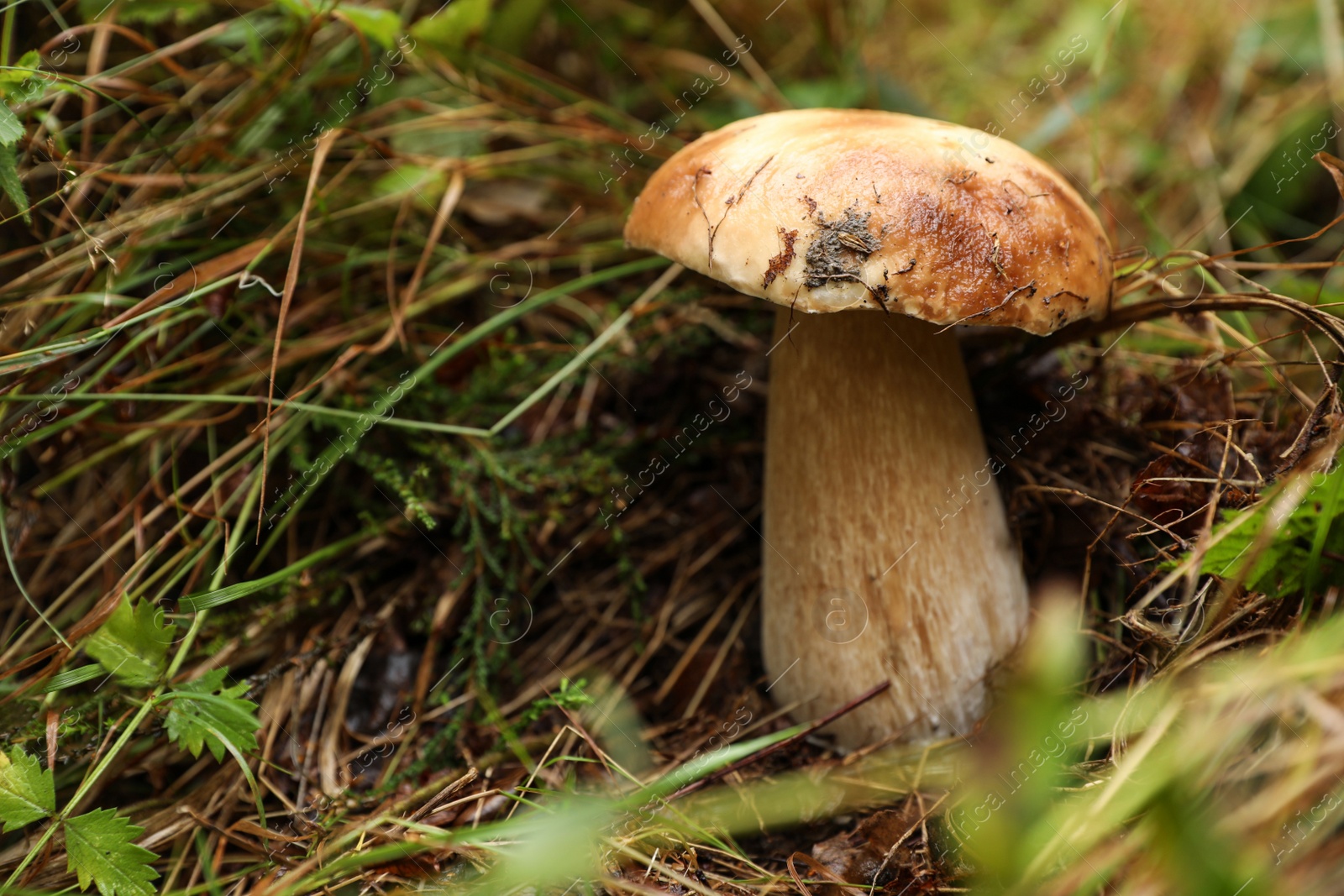 Photo of Fresh wild mushroom growing in forest, closeup. Space for text