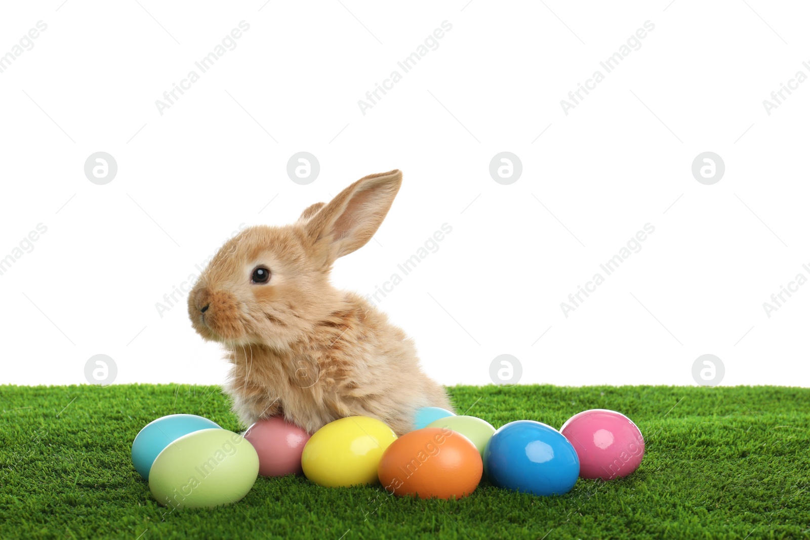 Photo of Adorable furry Easter bunny and dyed eggs on green grass against white background, space for text
