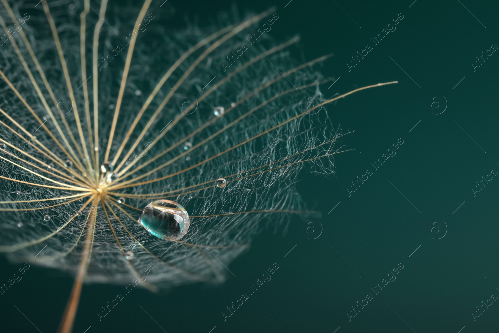 Photo of Seed of dandelion flower with water drops on dark green background, closeup. Space for text