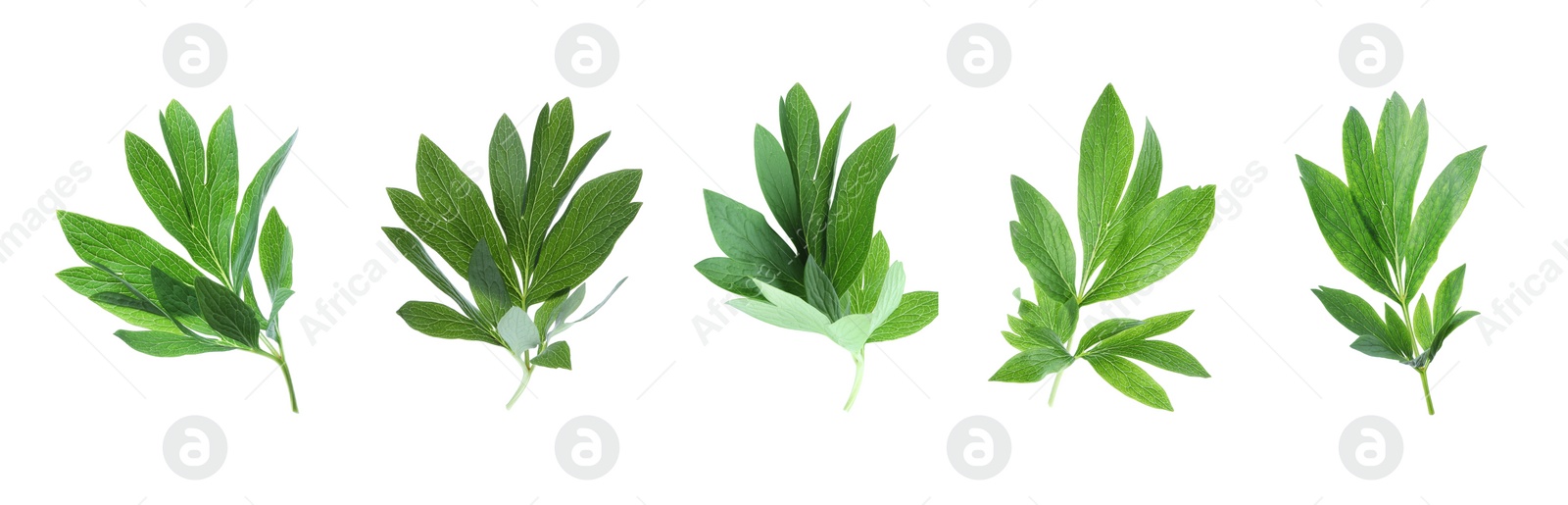 Image of Set of green peony leaves on white background. Banner design 