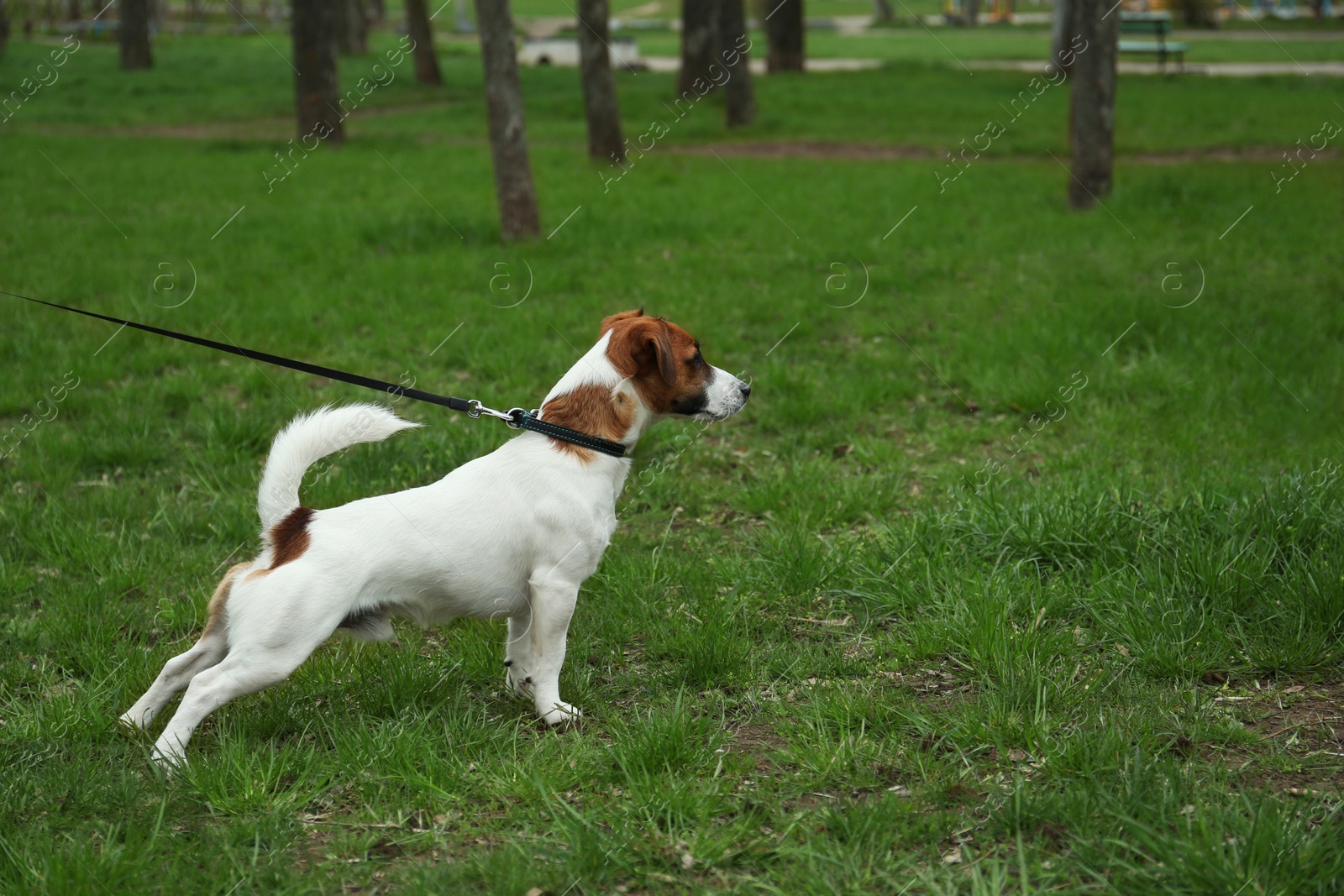 Photo of Cute Jack Russel Terrier on green grass outdoors. Space for text