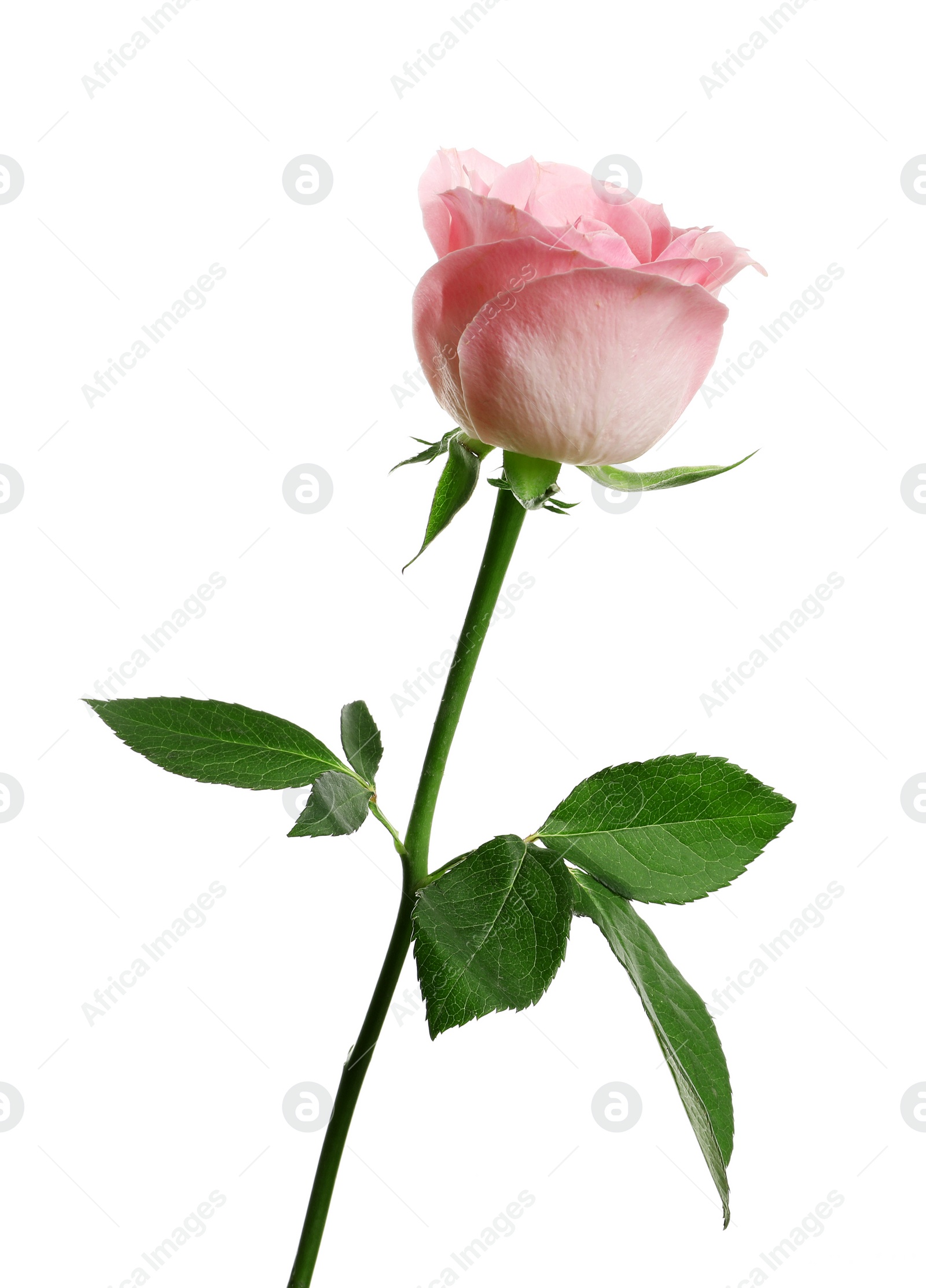 Photo of Beautiful blooming pink rose on white background