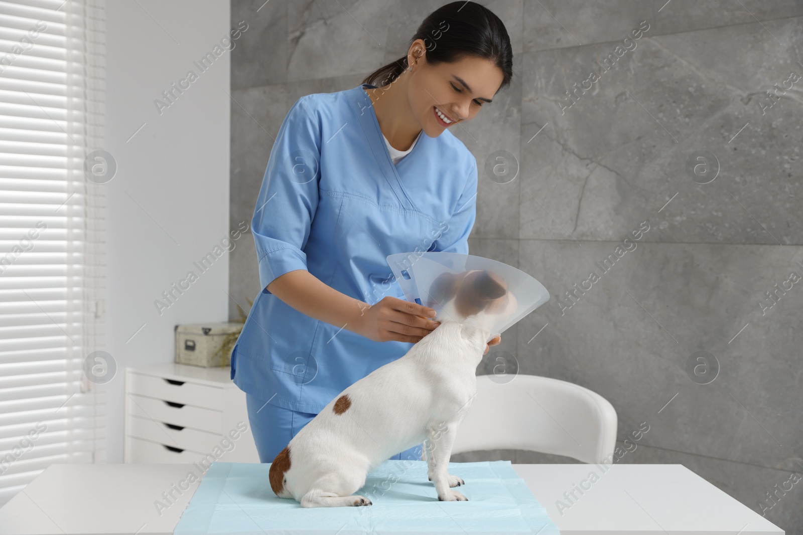 Photo of Veterinarian putting medical plastic collar on Jack Russell Terrier dog in clinic