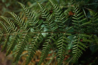 Photo of Green fern growing in forest, closeup view