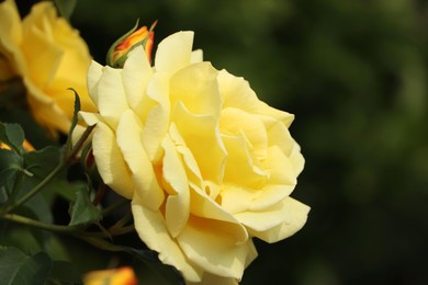 Beautiful yellow rose growing in garden, closeup