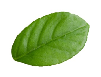 Photo of Green leaf of lemon tree isolated on white