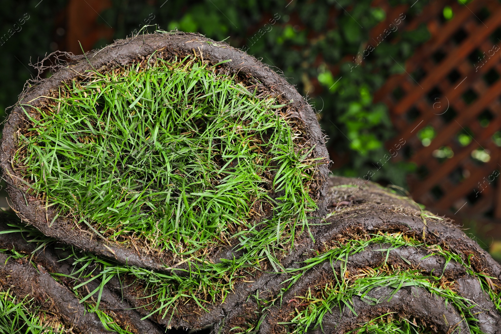 Photo of Closeup view of grass sod rolls on backyard