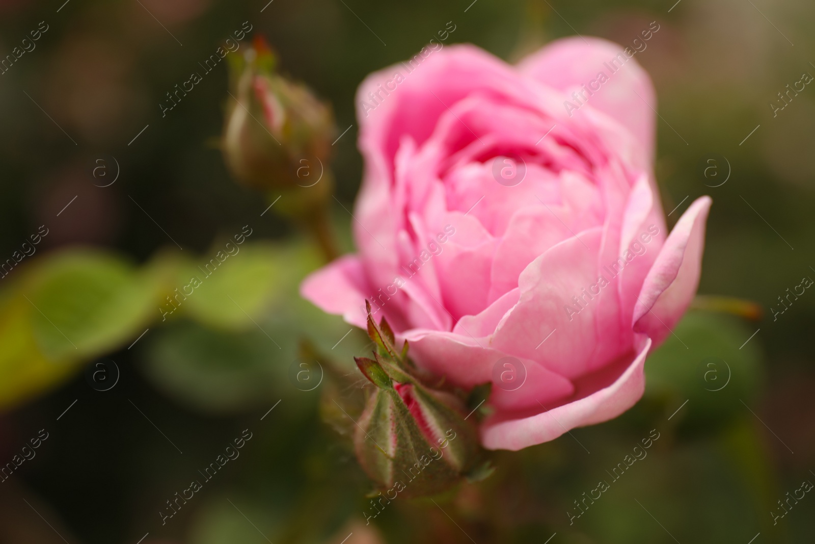 Photo of Closeup view of beautiful blooming pink rose bush outdoors. Space for text