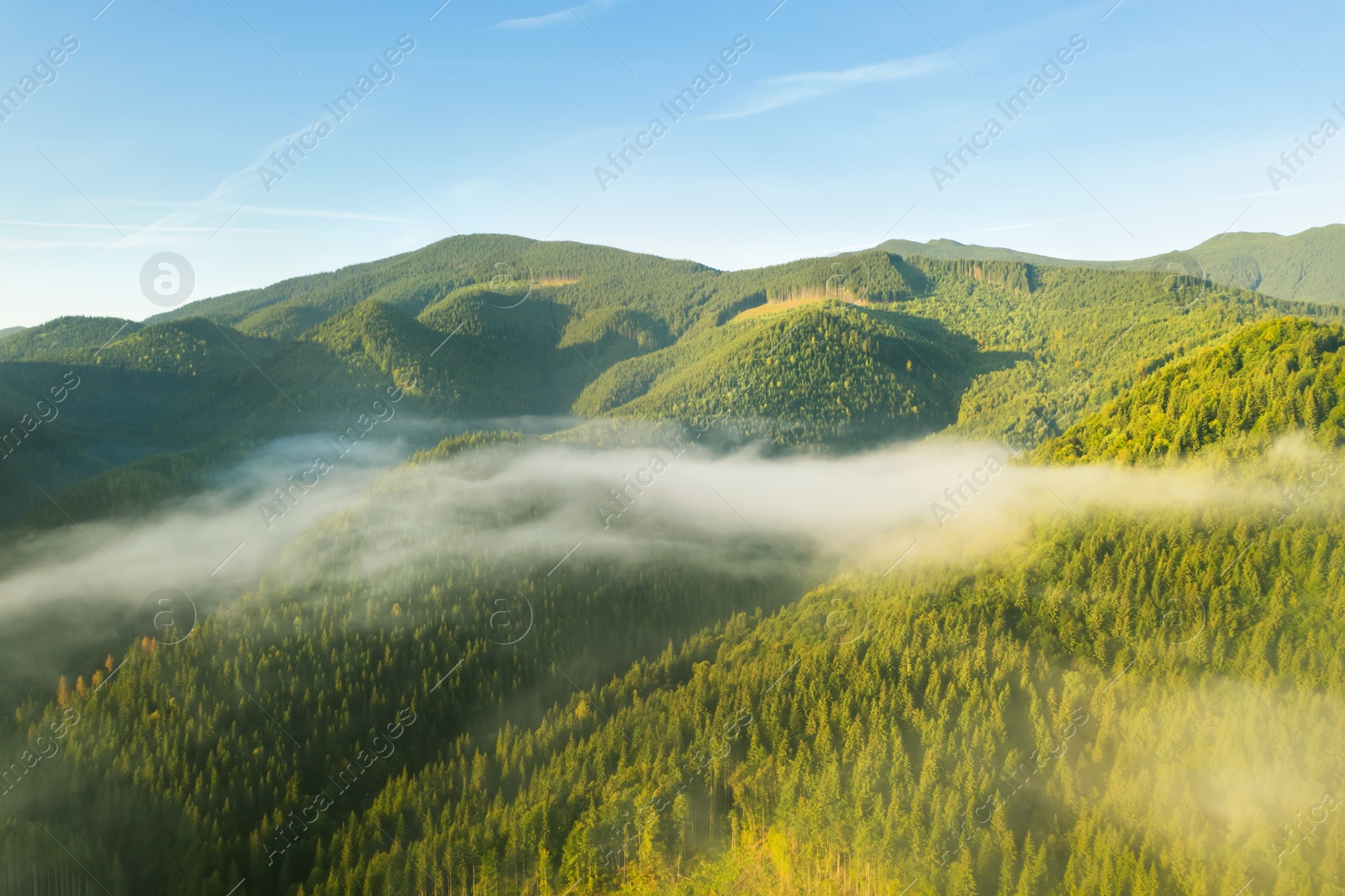 Image of Beautiful view of forest in misty mountains on sunny day. Drone photography