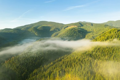 Beautiful view of forest in misty mountains on sunny day. Drone photography