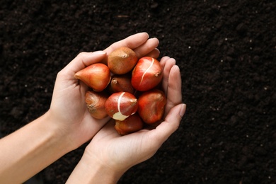 Woman holding pile of tulip bulbs over soil, top view. Space for text