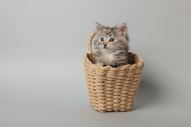 Photo of Cute kitten in wicker basket on light grey background. Space for text
