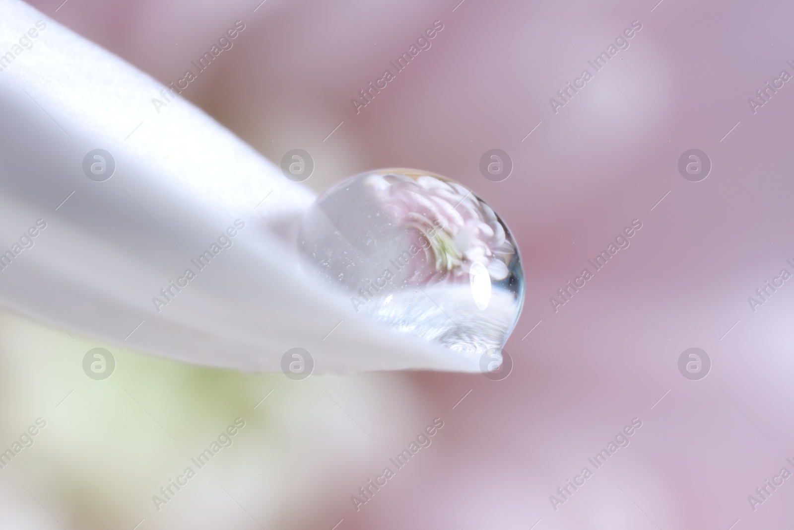Photo of Macro photo of beautiful flower reflected in water drop on white petal against blurred pink background