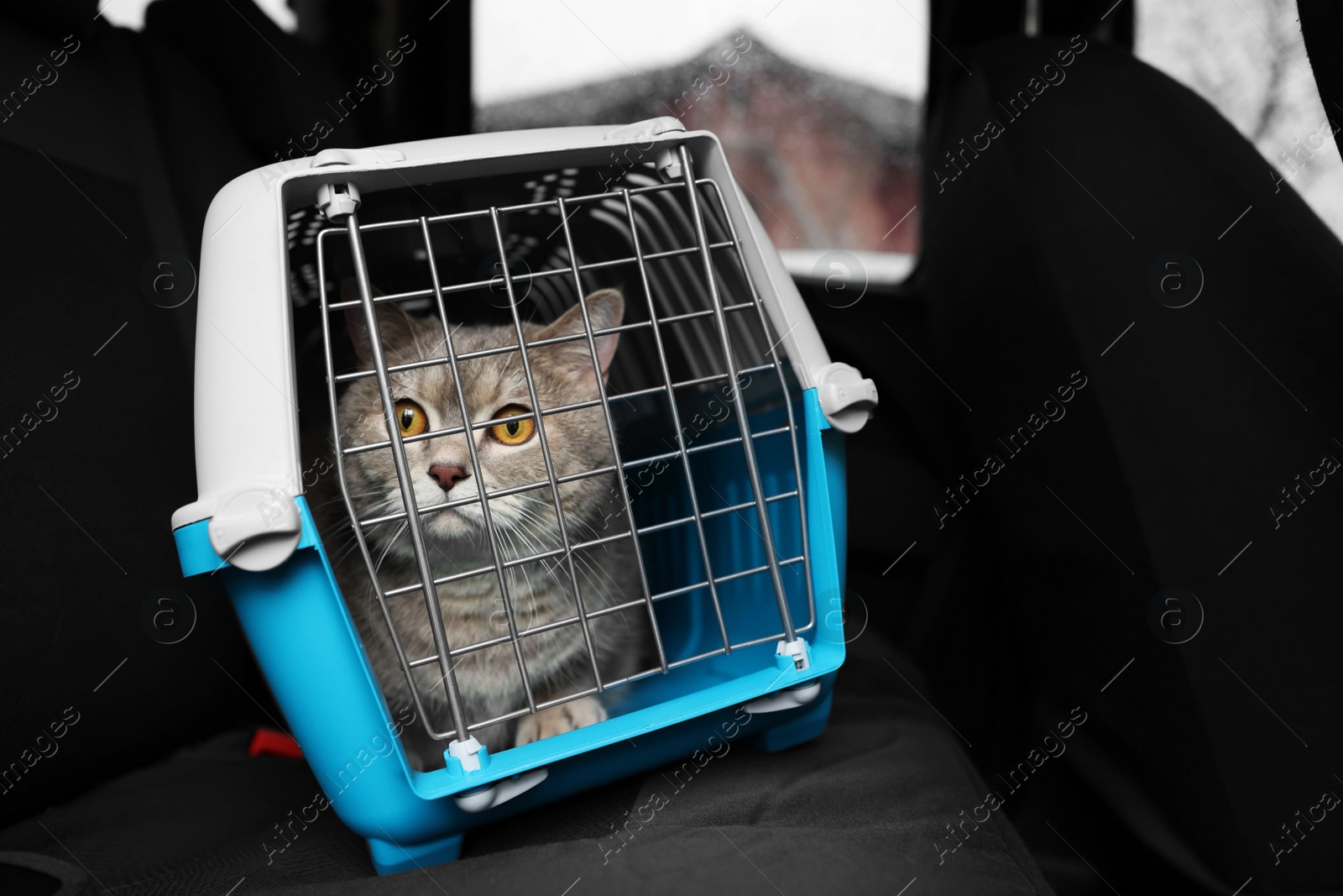 Photo of Travel with pet. Cute cat in carrier inside car, space for text