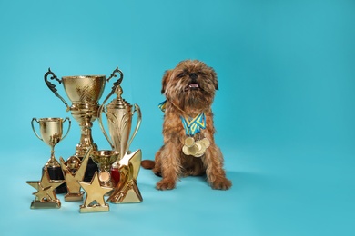 Photo of Cute Brussels Griffon dog with champion trophies and medals on light blue background. Space for text