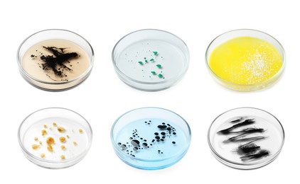 Set of Petri dishes with different bacteria culture on white background
