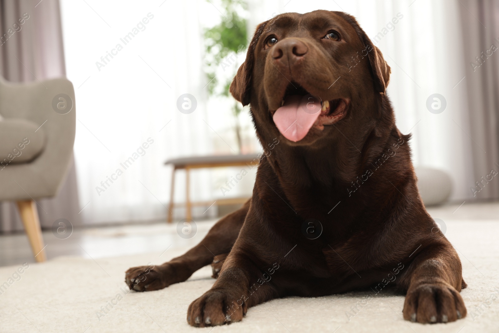 Photo of Chocolate labrador retriever lying on floor indoors