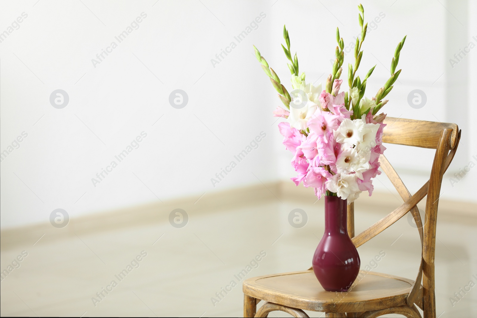 Photo of Vase with beautiful gladiolus flowers on wooden chair indoors. Space for text