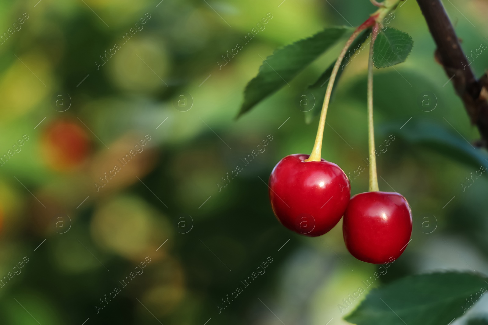 Photo of Closeup view of cherry tree with ripe red berries outdoors on sunny day