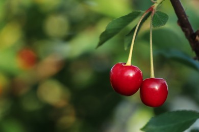 Photo of Closeup view of cherry tree with ripe red berries outdoors on sunny day