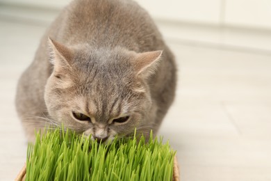 Photo of Cute cat eating fresh green grass on blurred background, closeup. Space for text