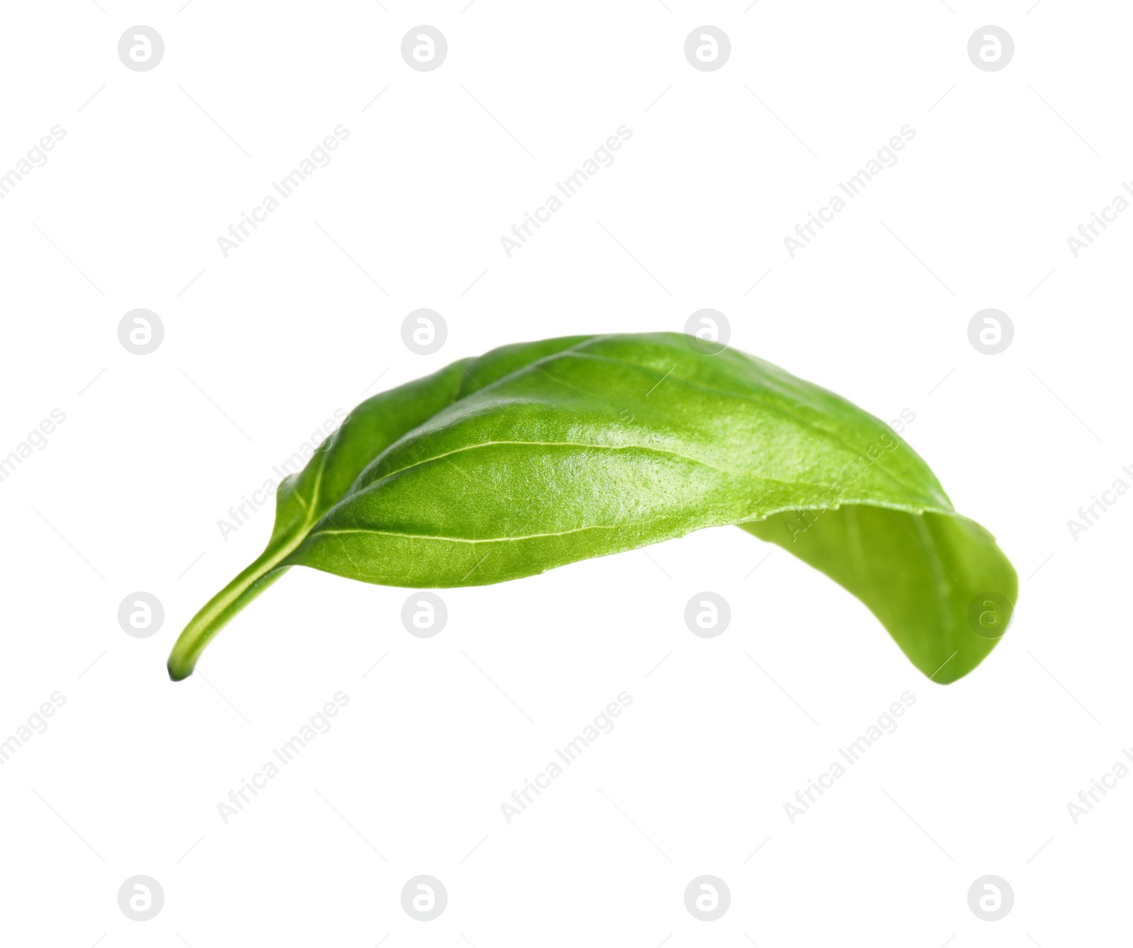 Photo of Fresh green basil leaf isolated on white