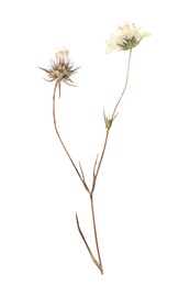 Photo of Dried meadow flowers on white background, top view