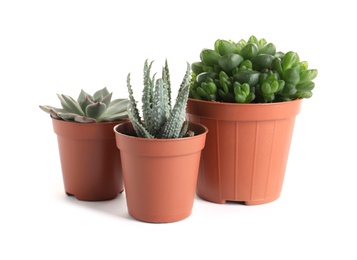 Different succulent plants in pots isolated on white. Home decor