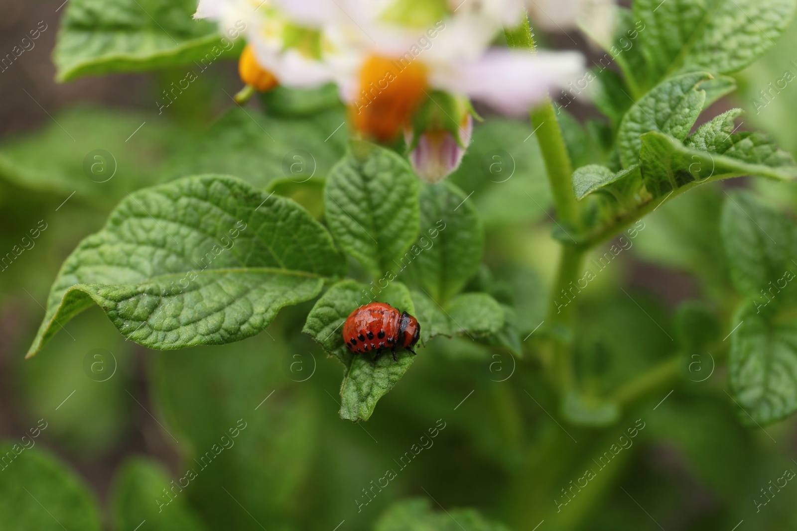 Photo of Larva of colorado beetle on potato plant outdoors, closeup