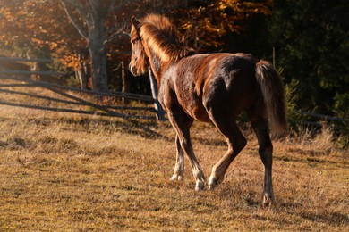 Photo of Brown horse in paddock on sunny day. Beautiful pet