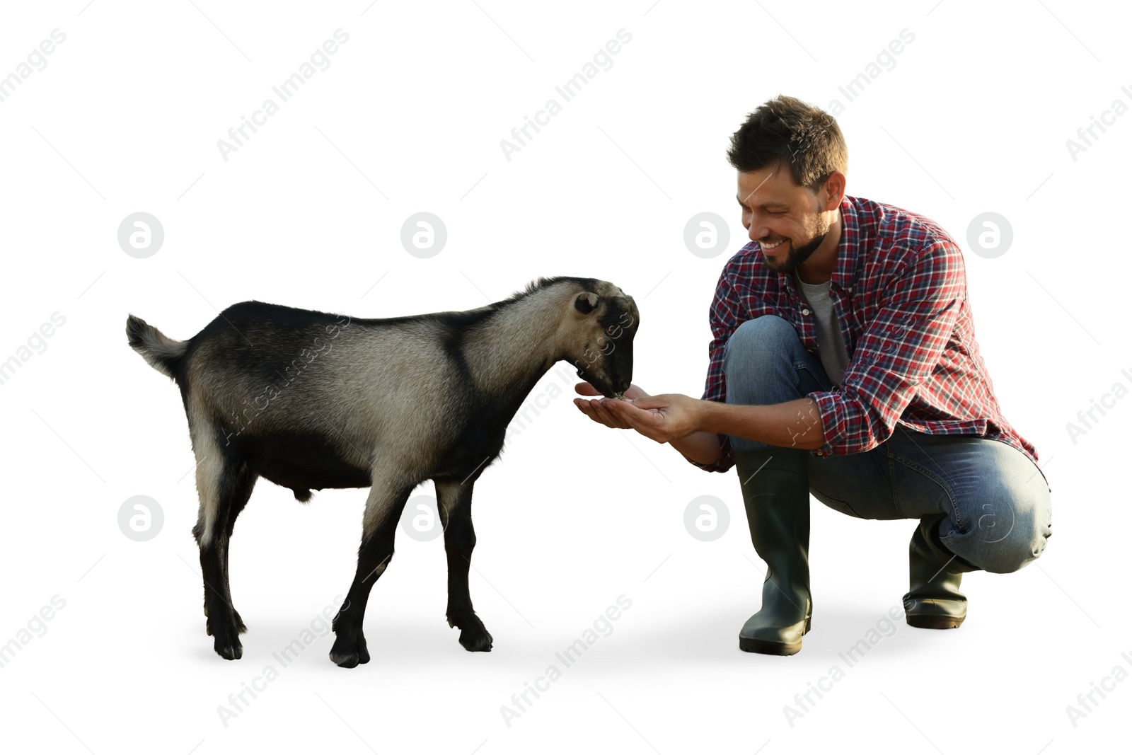 Image of Man feeding cute domestic goat against white background