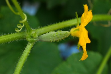 Photo of Blooming cucumber plant on blurred background, closeup