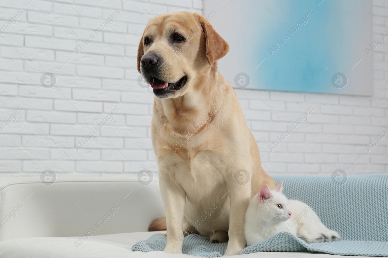 Photo of Adorable dog and cat together on sofa indoors. Friends forever