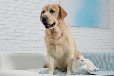 Photo of Adorable dog and cat together on sofa indoors. Friends forever