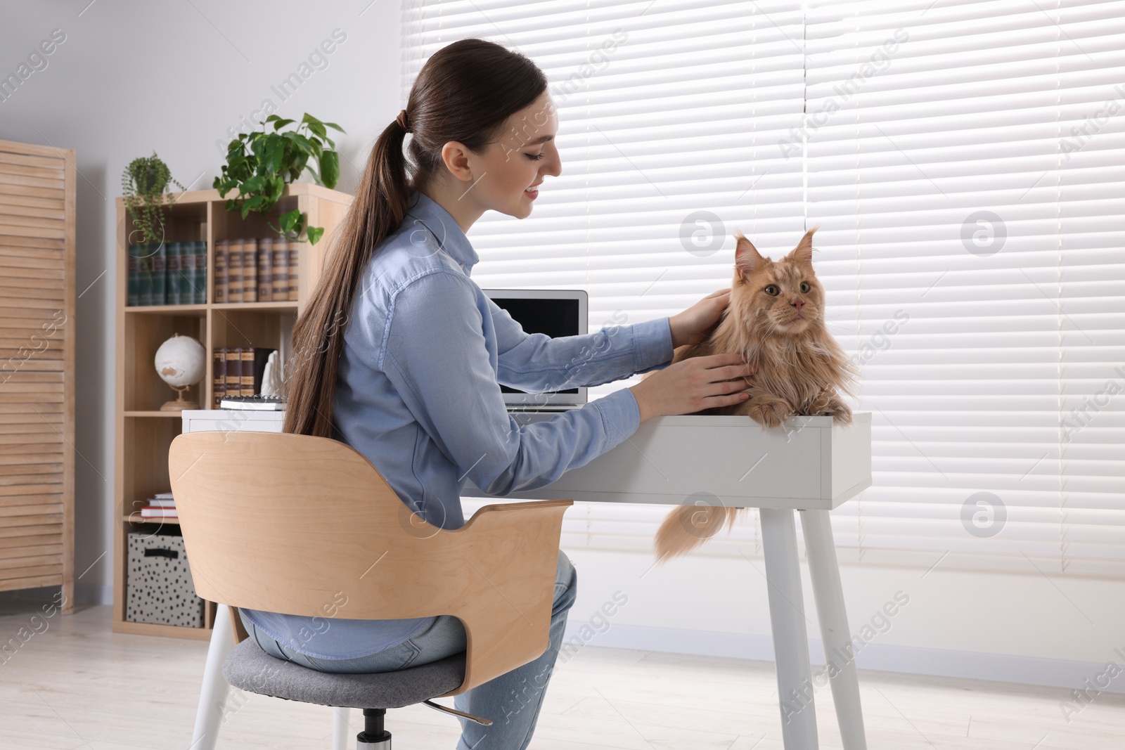 Photo of Woman stroking beautiful cat at desk in room. Home office