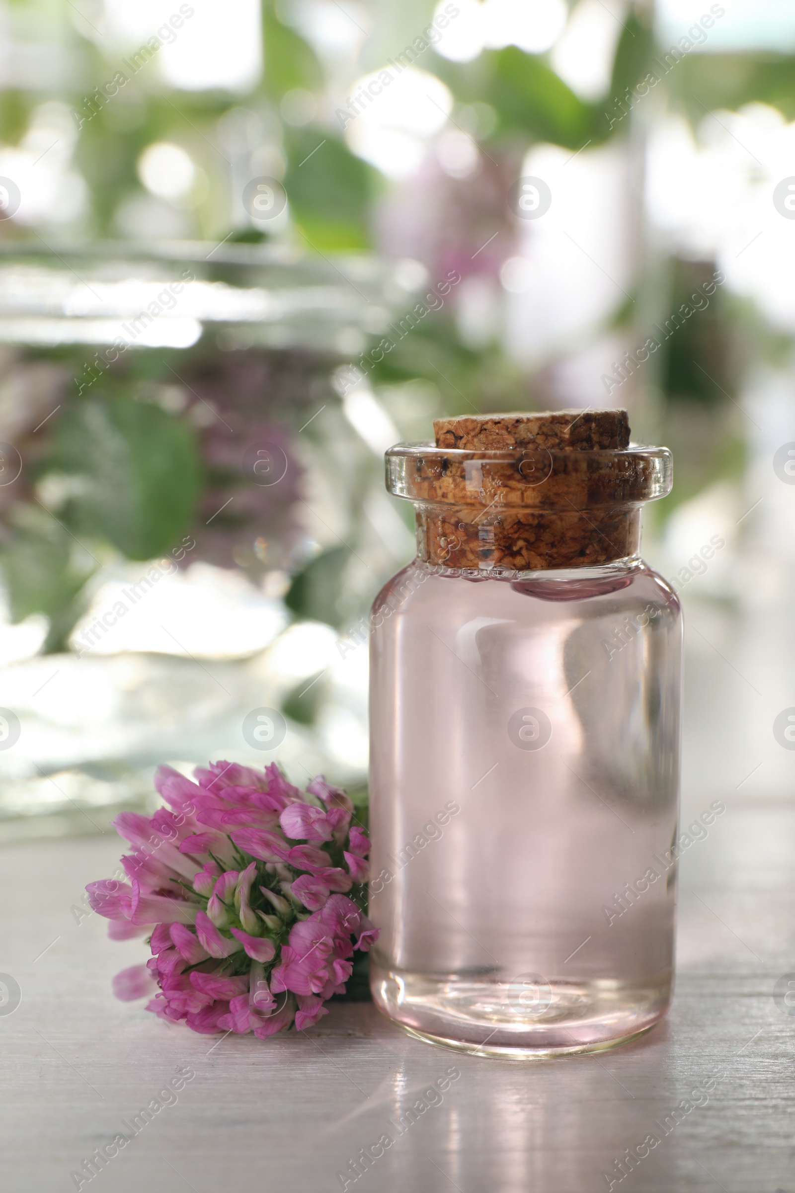 Photo of Beautiful clover flower and bottle of essential oil on white wooden table