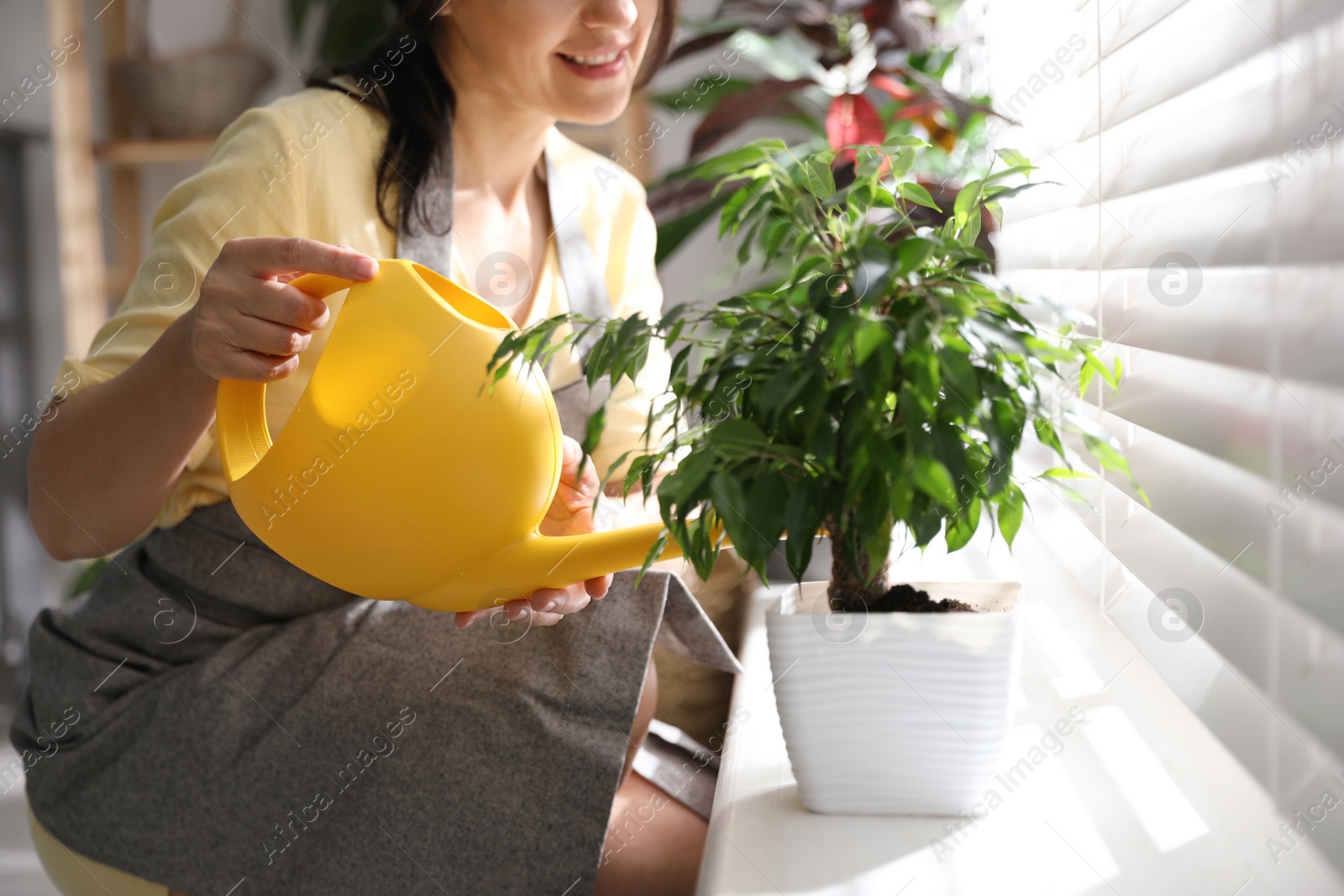 Photo of Woman watering plant on windowsill at home, closeup. Engaging hobby