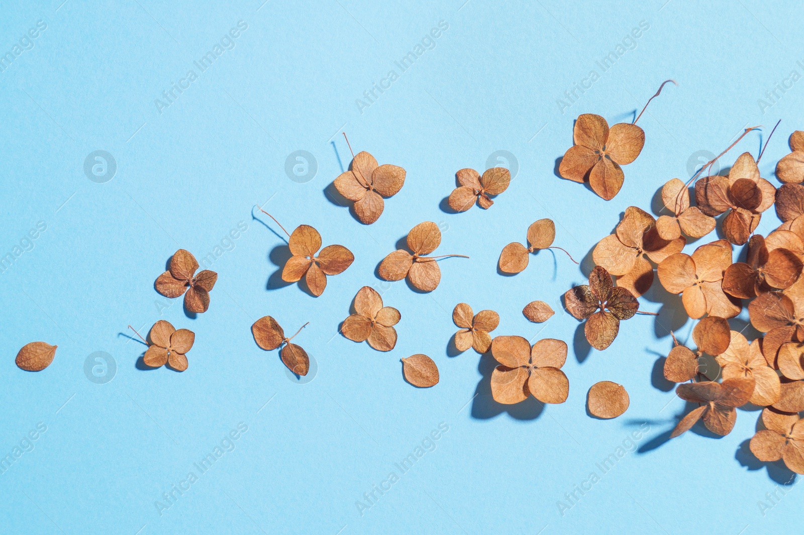 Photo of Beautiful dried hortensia flowers on light blue background, flat lay