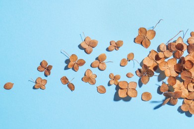 Beautiful dried hortensia flowers on light blue background, flat lay