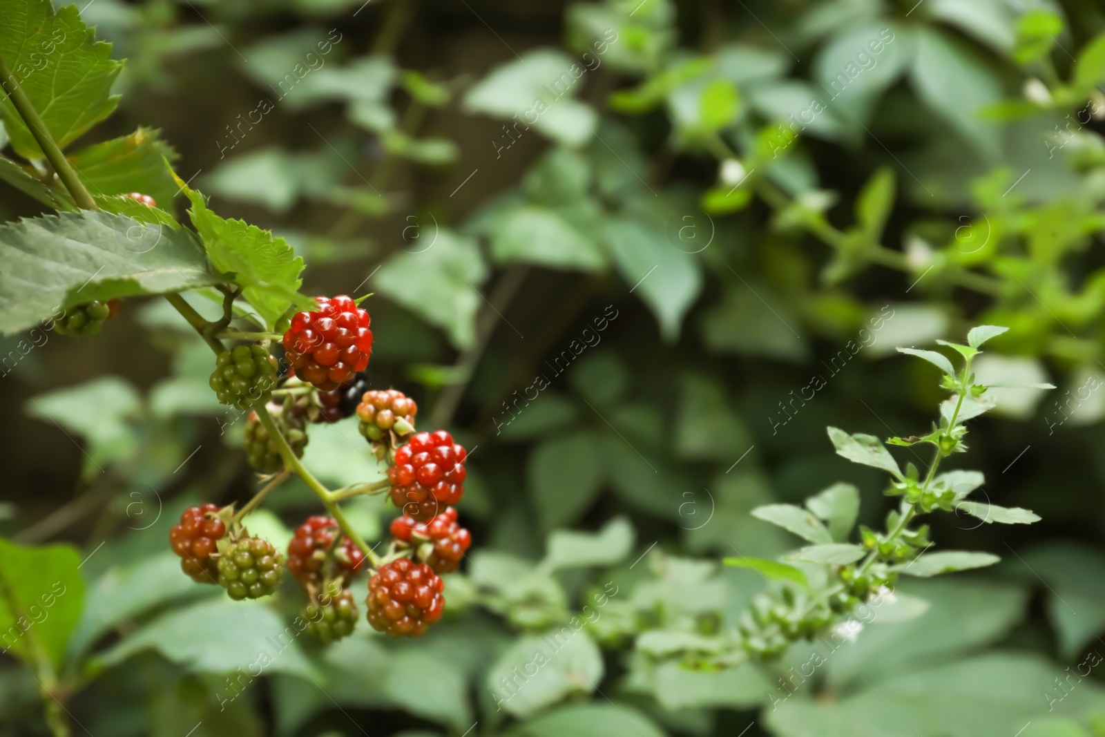 Photo of Branch with unripe blackberries on blurred background, closeup. Space for text
