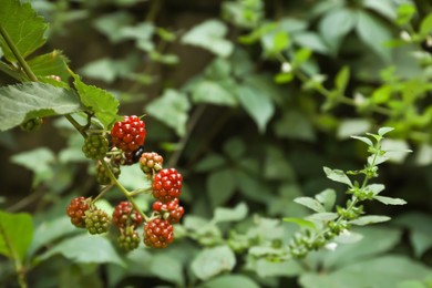 Photo of Branch with unripe blackberries on blurred background, closeup. Space for text
