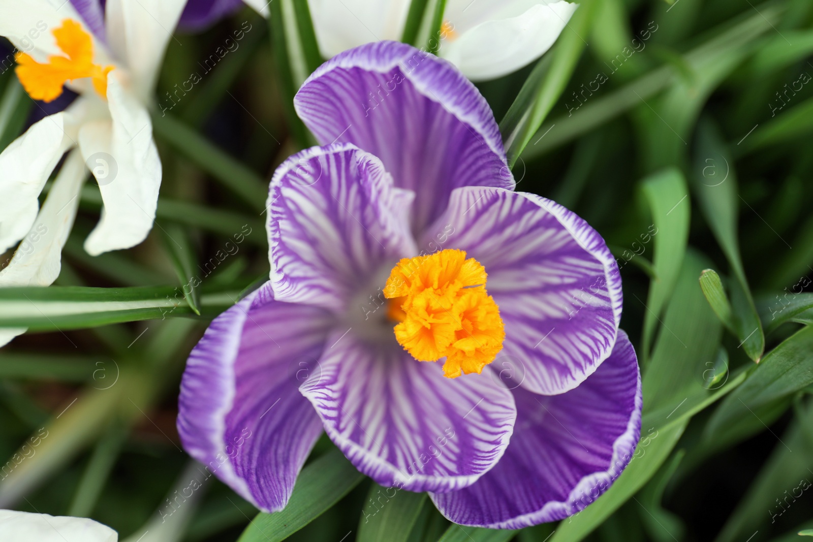 Photo of Beautiful crocuses in garden, closeup. Spring season