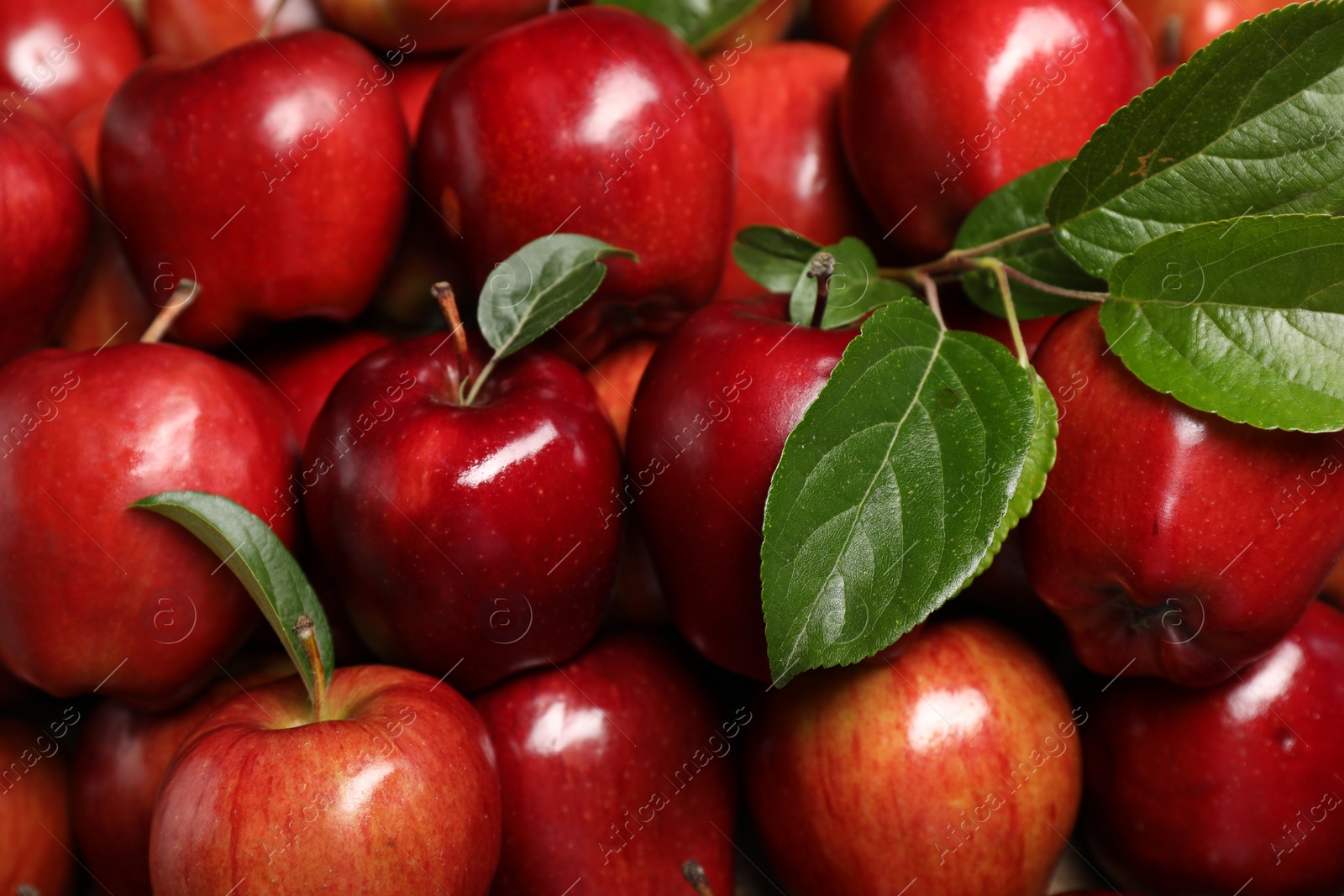 Photo of Fresh ripe red apples with leaves as background, closeup